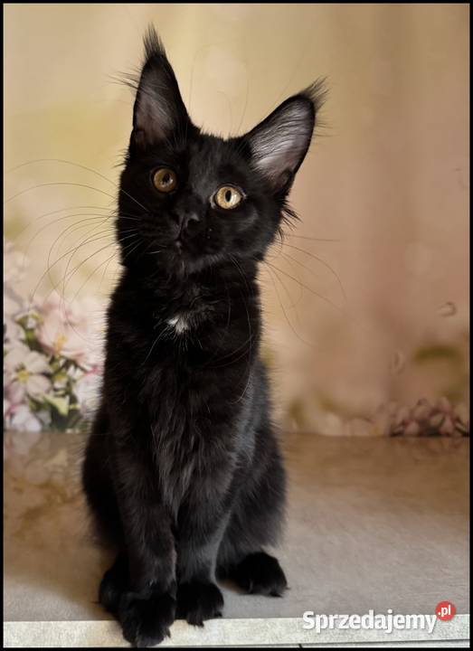 Koteczka Maine Coon Kraków sprzedam