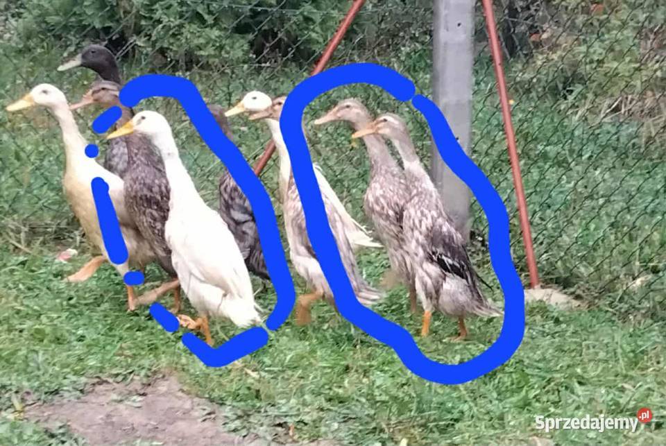 KACZKI BIEGUSY INDYJSKIE