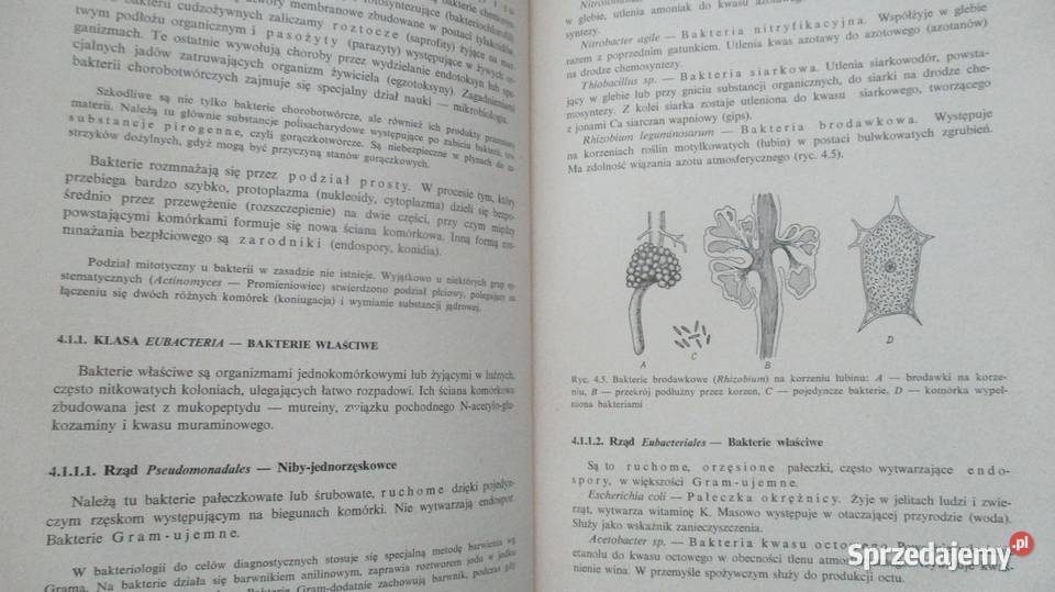 Zarys botaniki farmaceutycznej Broda farmacja biologia, ekologia Książki naukowe i popularnonaukowe Łódź