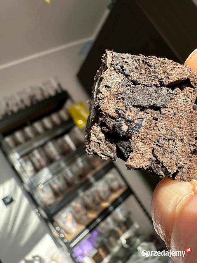 Typhochlaena seladonia L2 10sztuk Pozostałe małopolskie Kraków