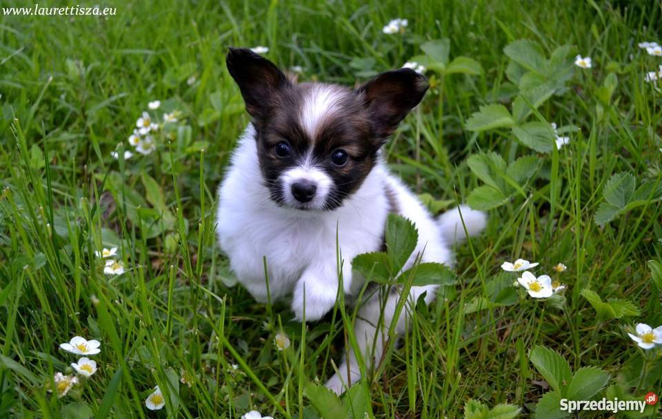 śliczny PAPILLON Spaniel Miniaturowy szczeniak Pionki