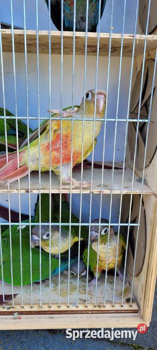 papugi rudosterki zielonolice Łaziska sprzedam