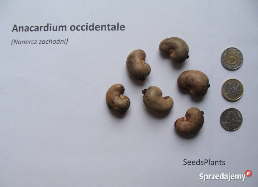 NANERCZ Anacardium occidentale NASIONA 20 sztuk Lubanie