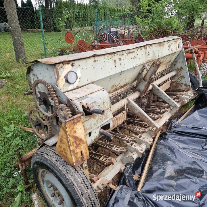 Siewnik poznaniak Podolszynka Plebańska sprzedam