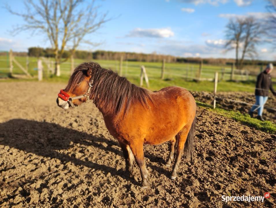 Zygzak wałach kuc szetlandzki Lubaczów