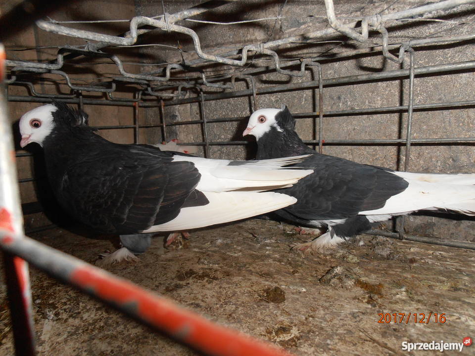 Białogłówki białogłówka golębie Ptaki Skierbieszów