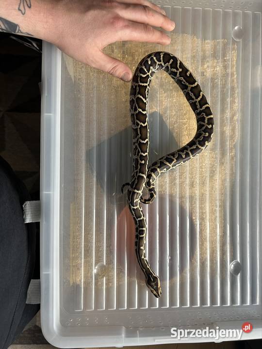 Pyton Birmański Python Bivittatus het Pied het Suchedniów