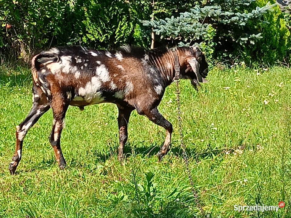 Kozioł anglonubijski Nałęczów