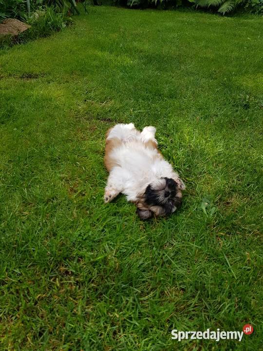 Szczeniaki Shih tzu Augustów