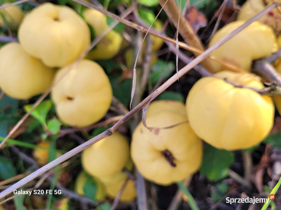 Sok tłoczony ze zwieżych owoców pigwowca NFC Szczawin