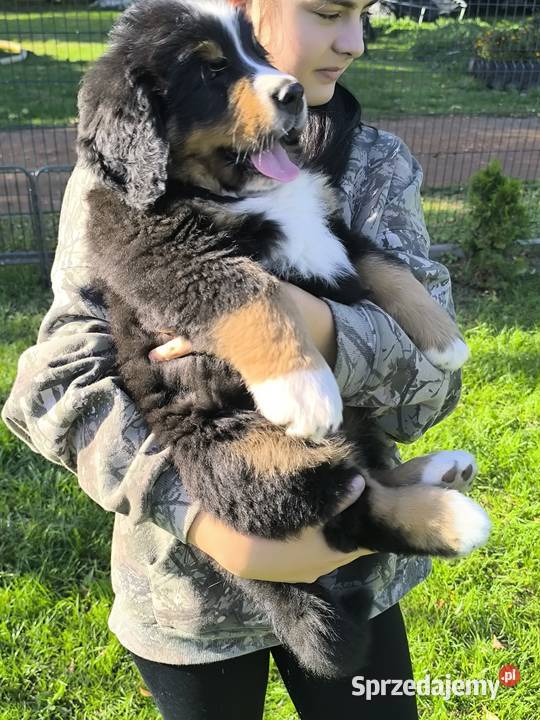 Berneński Pies Pasterski Kłodzko