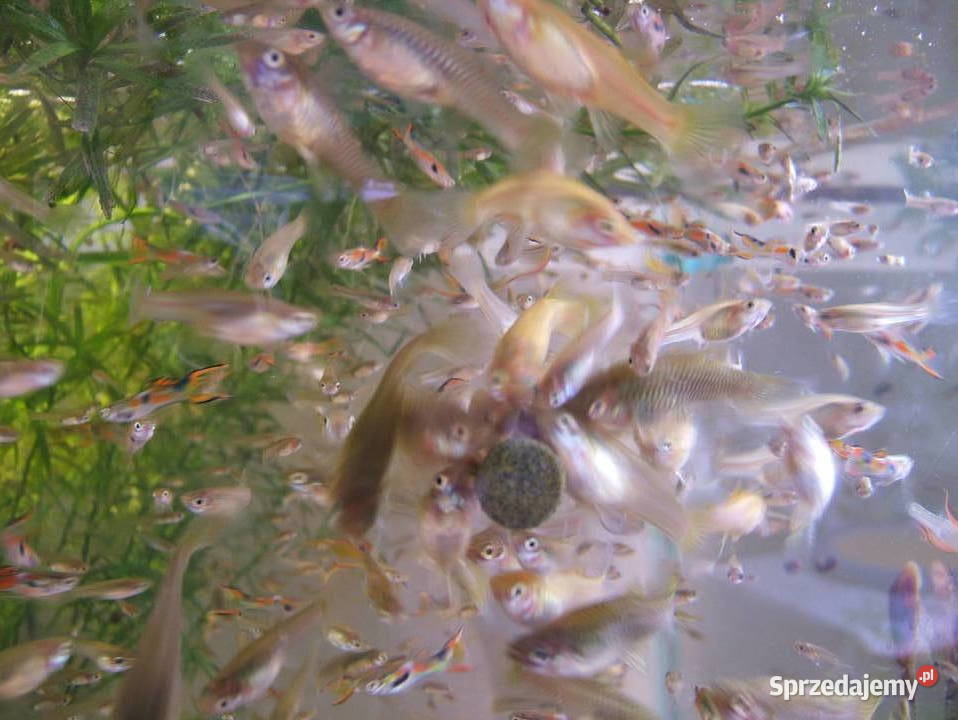 Sprzedam ryby z własnego akwarium