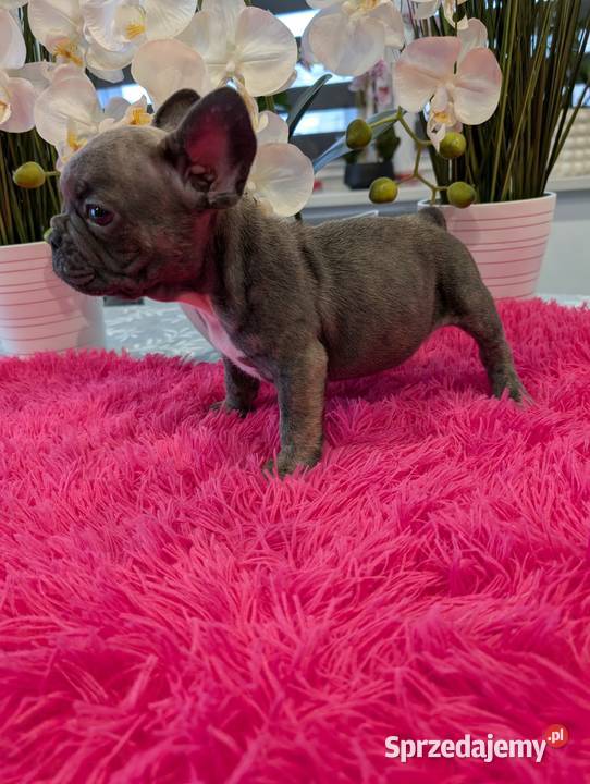 Buldog francuski piesek Gdańsk