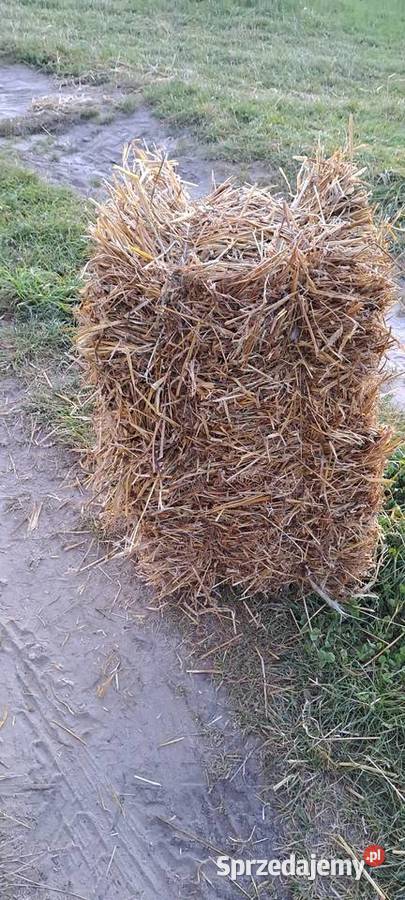 Sloma przenna Łapino Kartuskie
