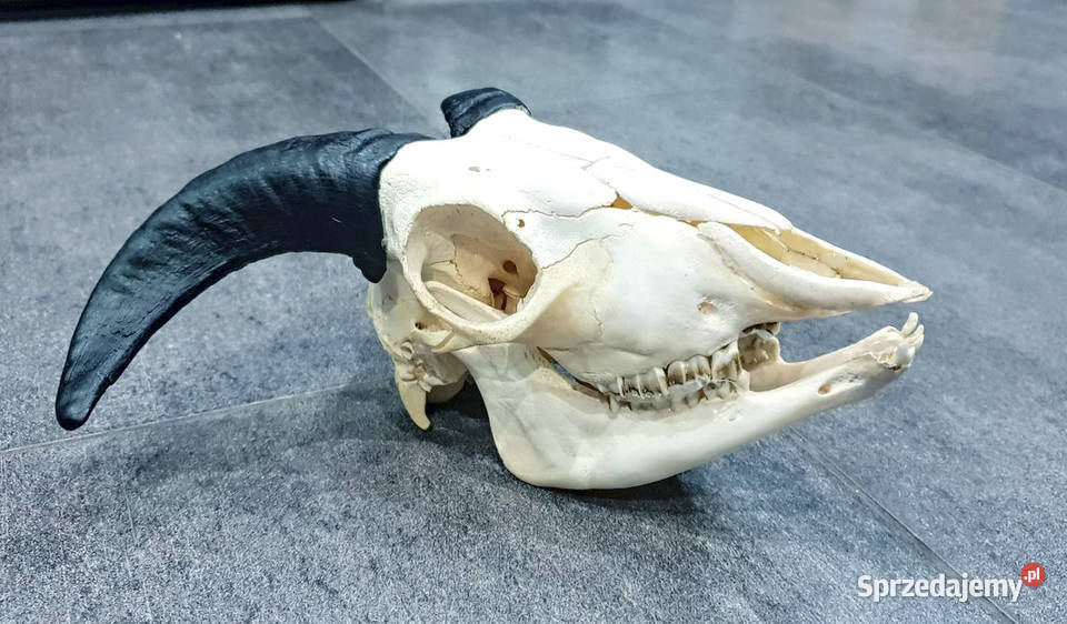 Muflon pełna czaszka OKAZJA Dekoracje i ozdoby Tarnowiec