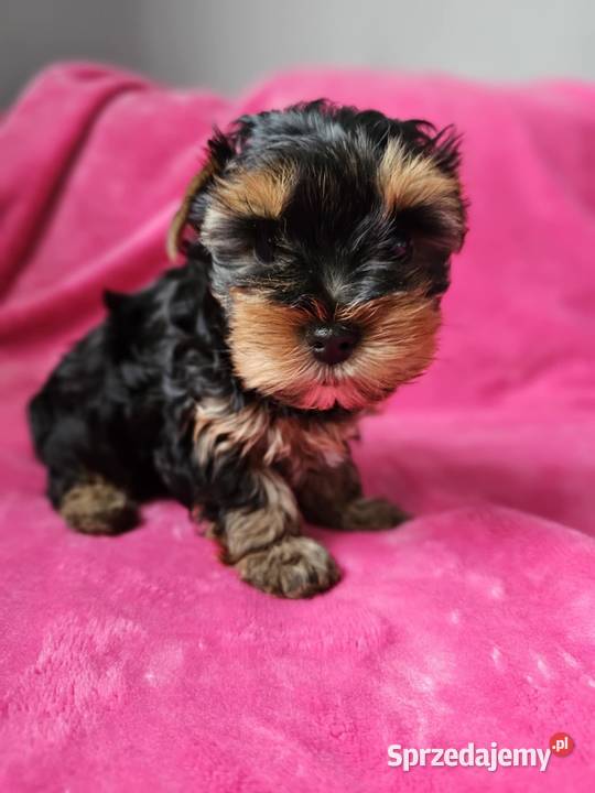Suczka Yorkshire Terrier Częstochowa