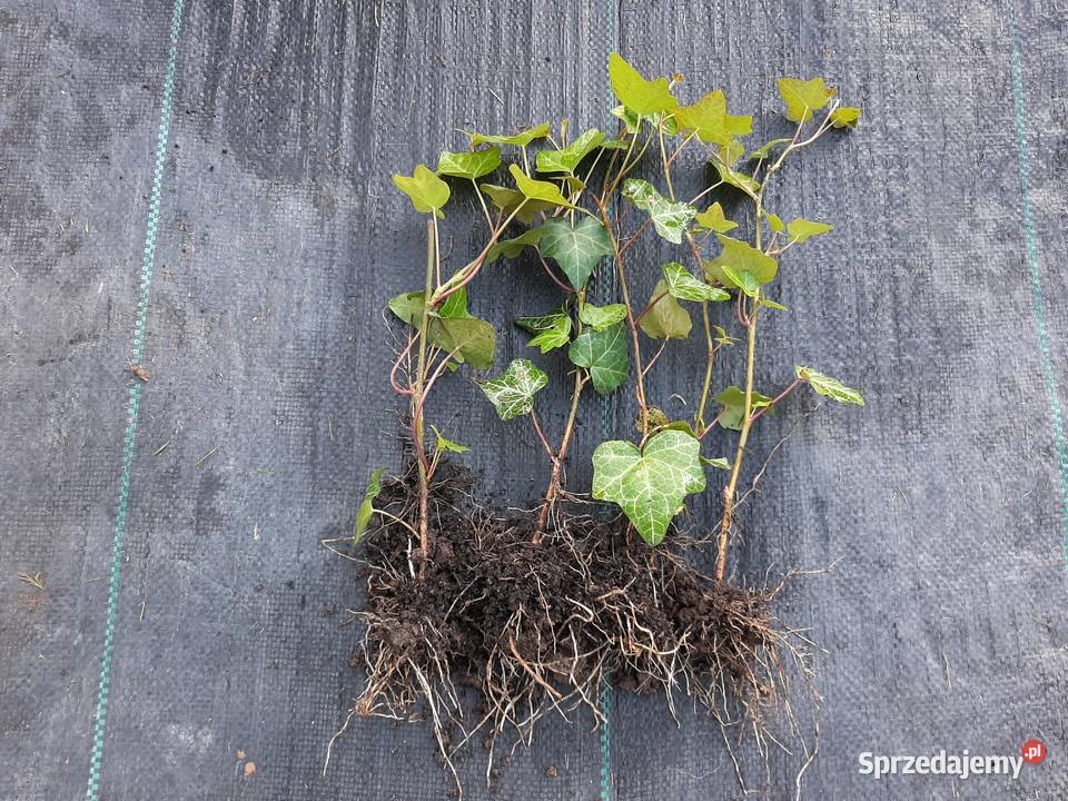 Bluszcz Hedera Helix zimozielony Duże Sadzonki Lublin