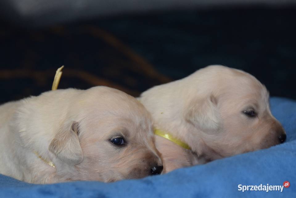 Golden retriever szczenięta zkwp fci Golden Retriever Zwierzęta Łochów