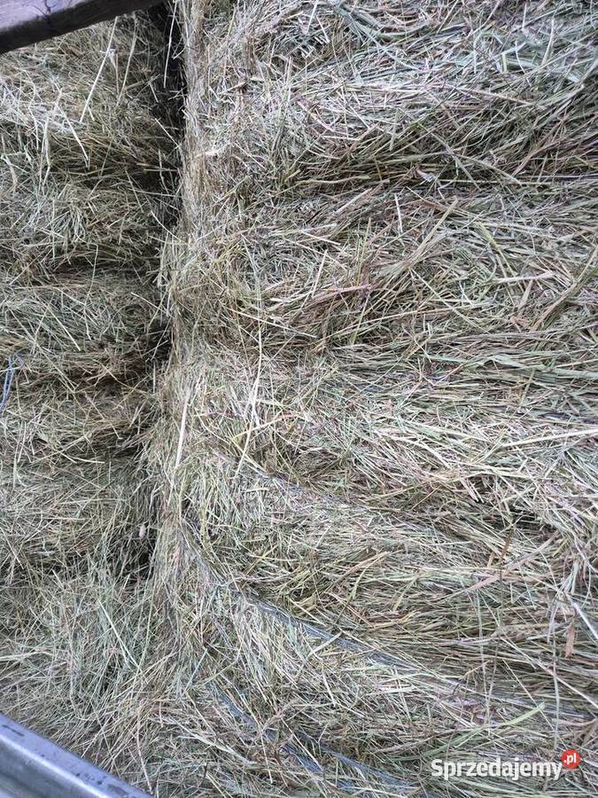 Siano bele 120x120 z transportem Warszawa