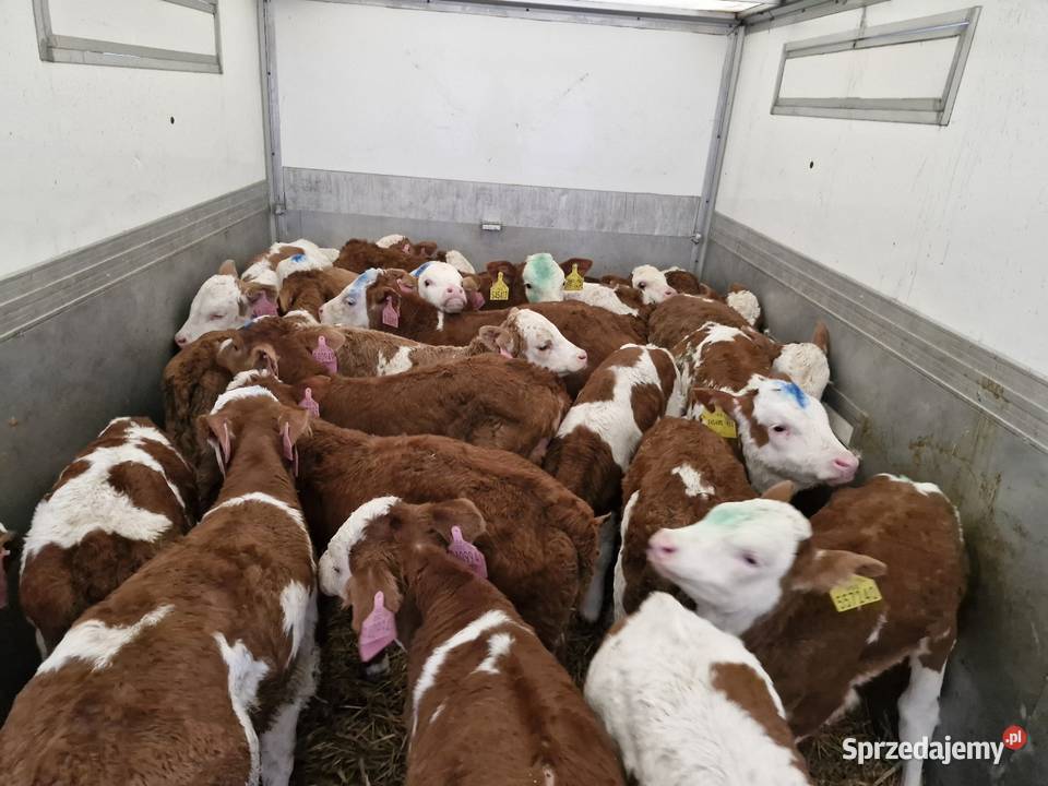 Sprzedam byczki Bielawa sprzedam