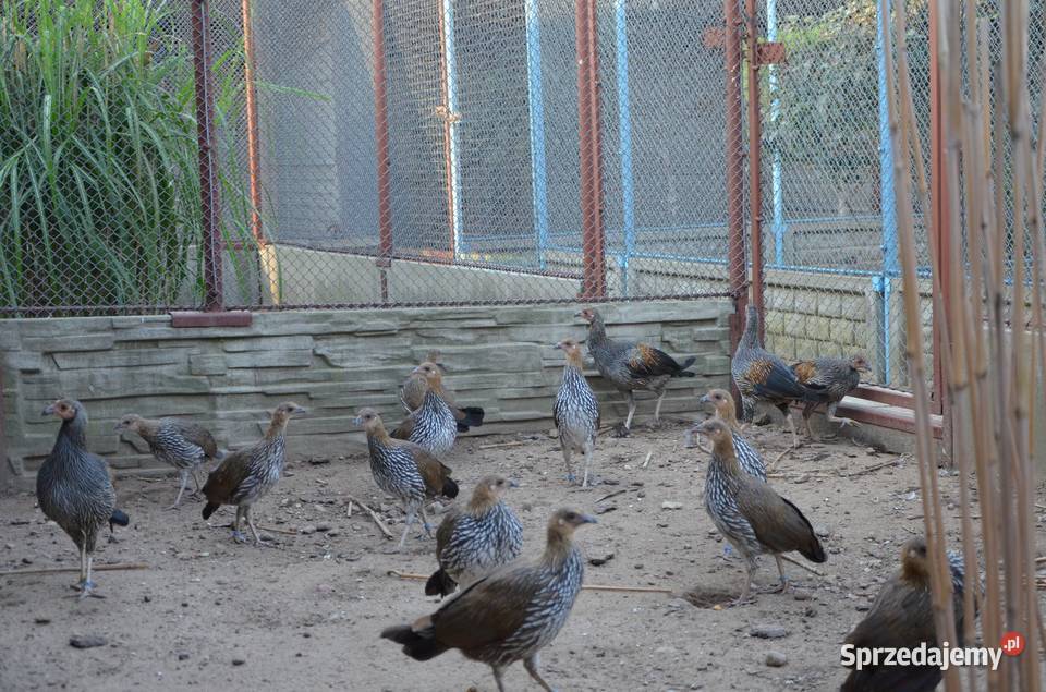 Kur siwy Gallus Sonneratii Bażant Bażanty kury Płońsk