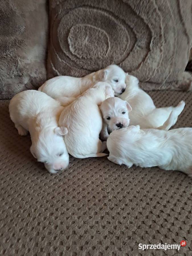 Śliczny Maltańczyk śląskie