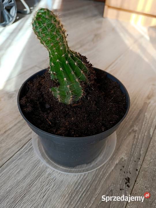 kaktus kolejny do pilnej sprzedaży Poznań