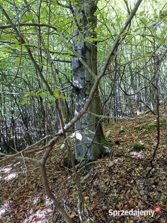 Las 60ar starodrzew opał rekreacja Łużna