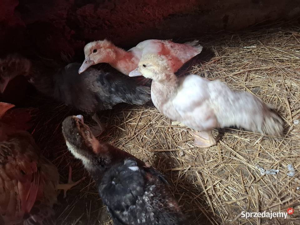 Do sprzedania młode kaczki małopolskie Łososina Dolna