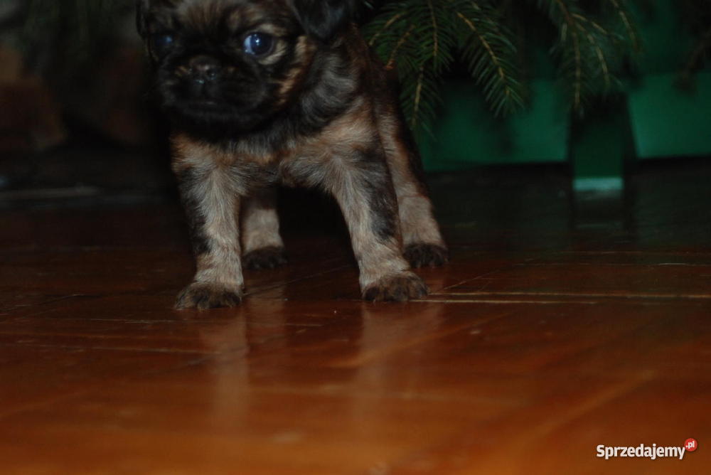 Gryfonik brukselski brabancki brabantczyk szczen Wałcz