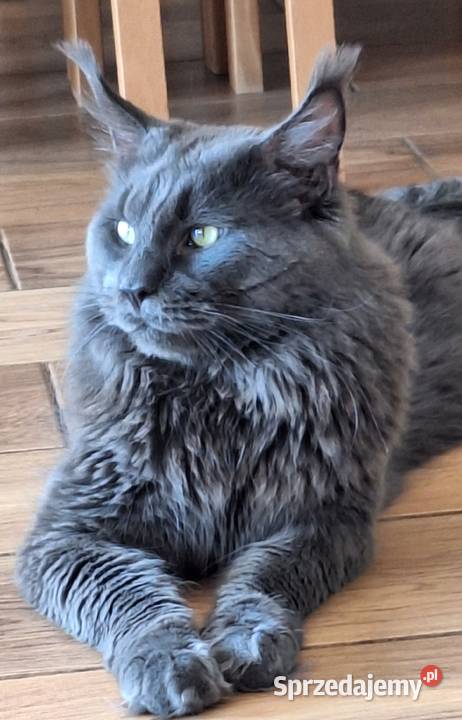 Reproduktor Maine Coon Solid Maine Coon śląskie Poręba