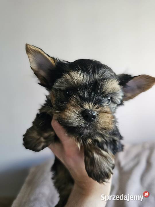 Samiec Yorkshire Terrier Częstochowa