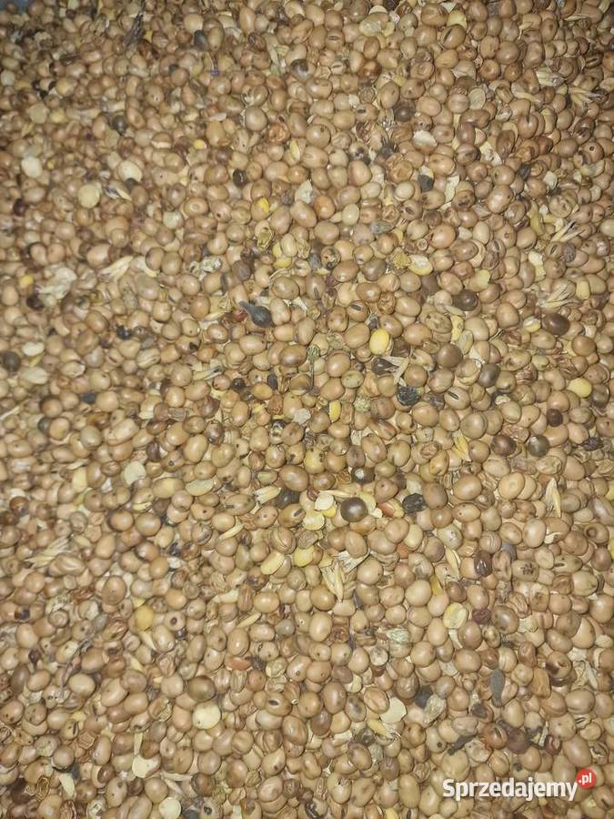 Bobik zbiór 2025 czyszczony niezasuszany Wielka Wieś