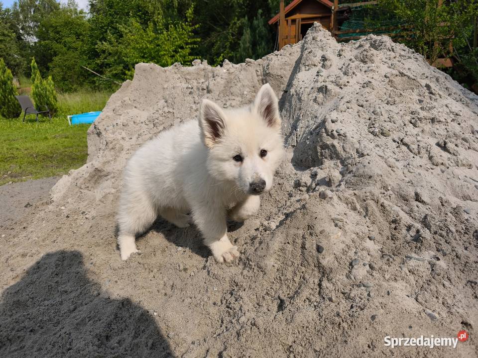 Biały Owczarek Szwajcarski długowłosy Kraków sprzedam