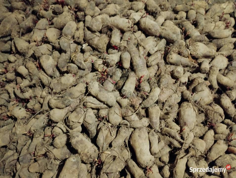 Buraki Miechów sprzedam