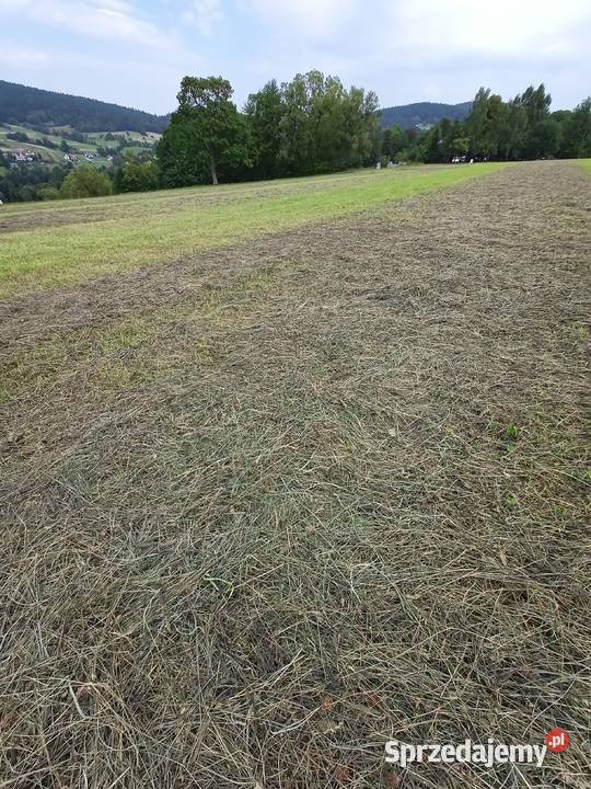 Siano świeże Kasina Wielka sprzedam