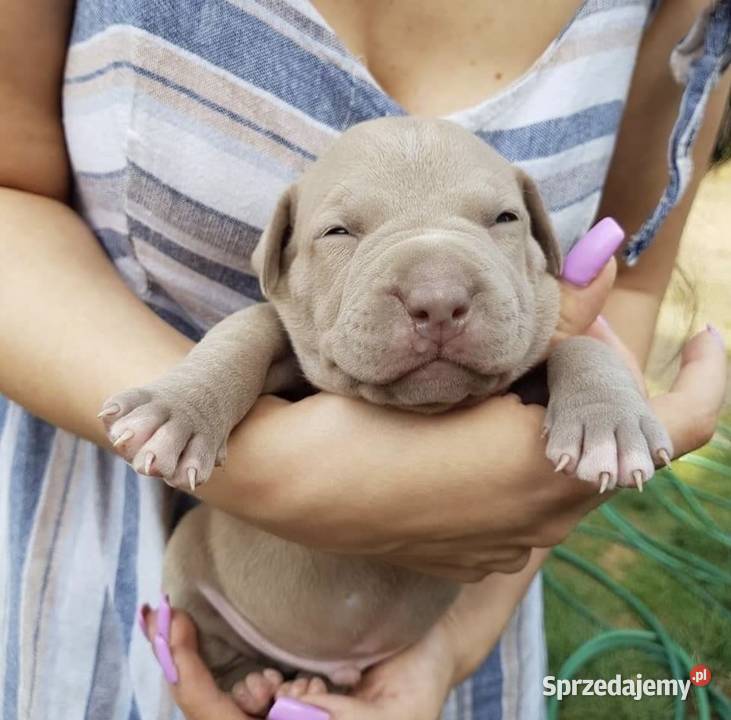 American pit bull Terrier wyjątkowa suczka I opolskie Opole