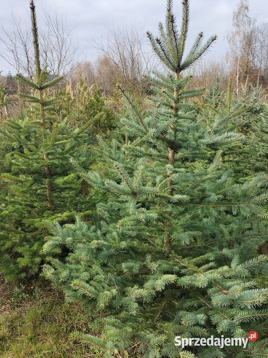 Choinki świąteczne świerk srebrny Ryki sprzedam