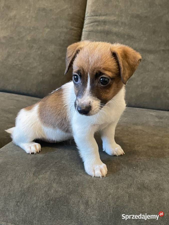 Jack Russell Terrier szczeniaczki Częstochowa