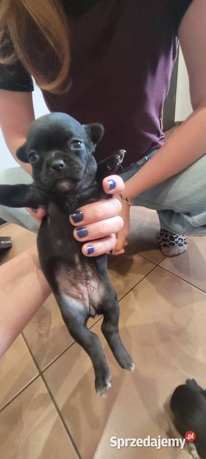 Chihuahua Wilkowisko sprzedam