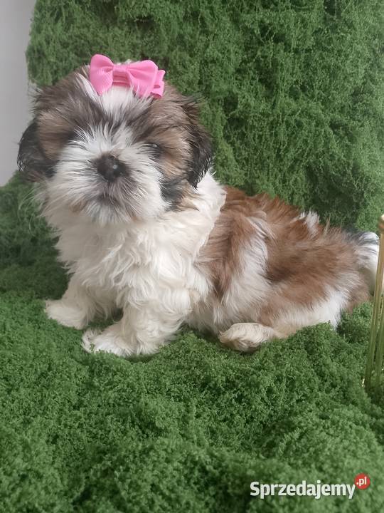 Gotowa do odbioru śliczna suczka rasy ShihTzu wielkopolskie