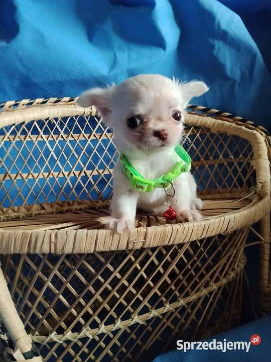 Śliczna malunia sunia chihuahua Głogów sprzedam