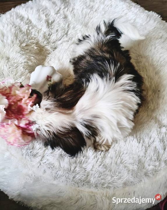 SHIH TZU piesek maleńki FCI Wałbrzych