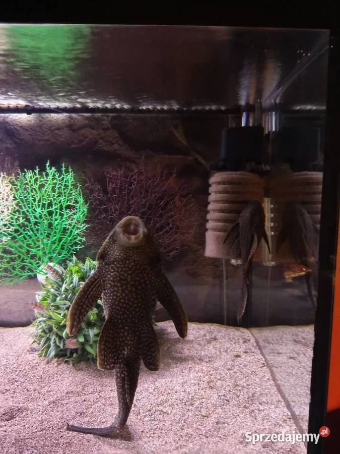 Pielegnica Pawiooka plus Zrojniki małopolskie Kraków