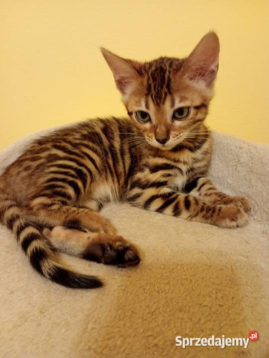 Sprzedam kotka Bengalskiego Gorzów Wielkopolski sprzedam