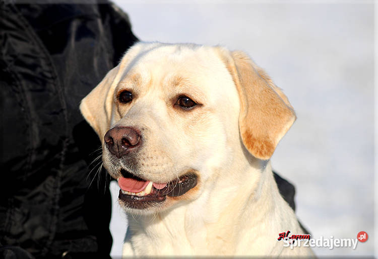 Dorosła żółta suka rasy Labrador Retriever Chynów