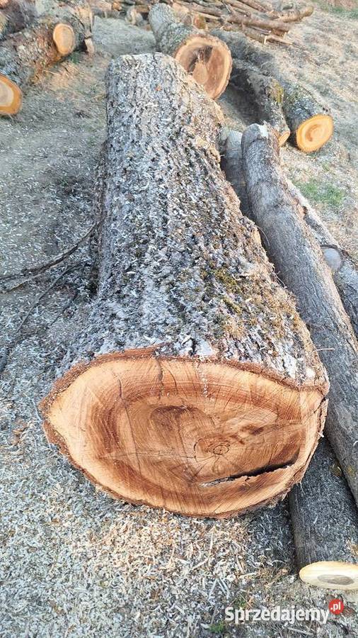 Orzech włoski kłoda Pozostałe