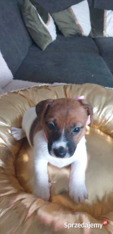 Jack Russell Terrier suczka Szarlejka