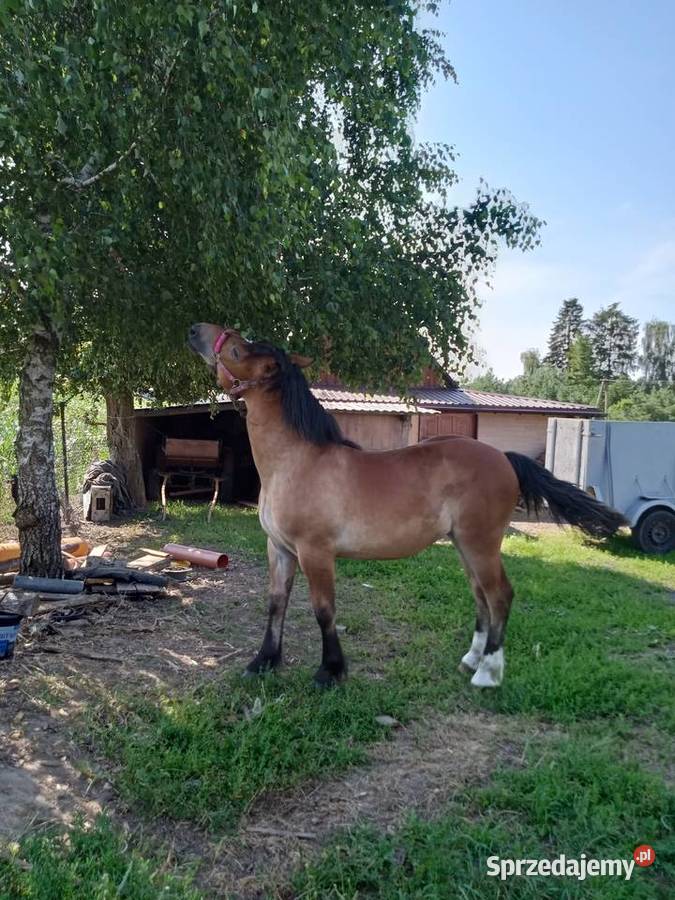 Sprzedam zrebice sztumska Brodnica