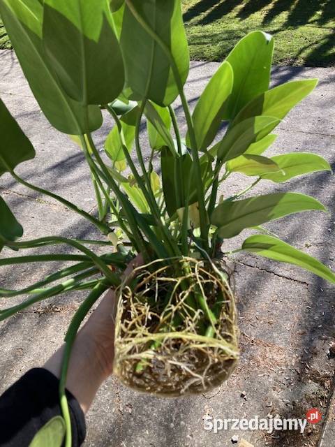 Philodendron filodendron Emerald Queen duży małopolskie